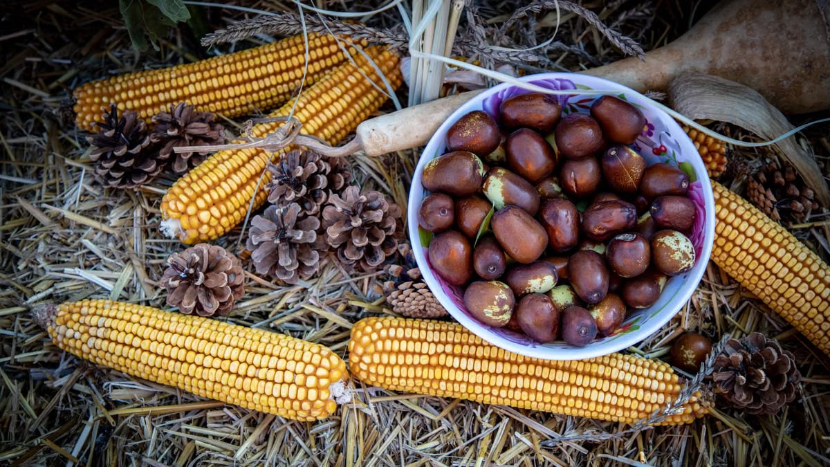 Rustic autumn scene featuring corn, pine cones, and jujubes on straw.